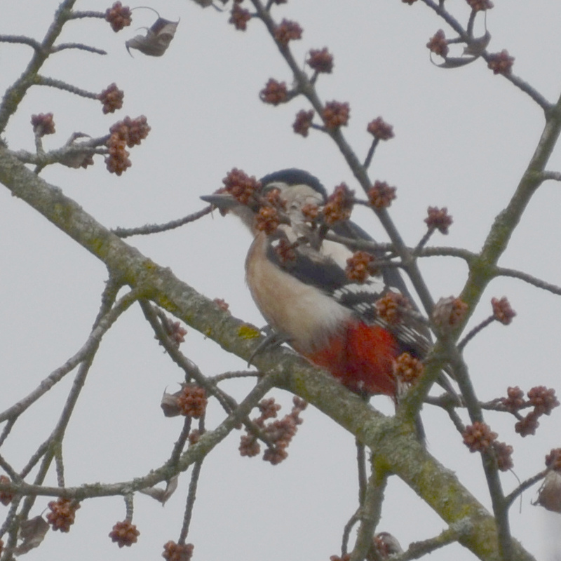 03 schwarz weiß rot