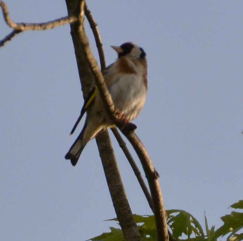 12-13-Gelber-Streifen