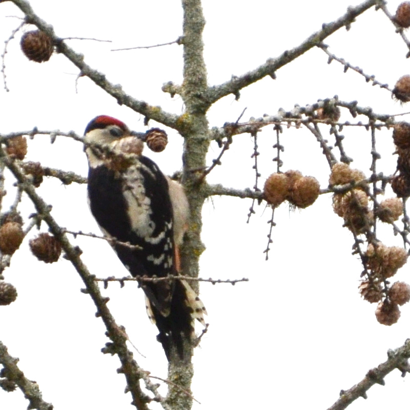 14-15-SchwarzWeissRot