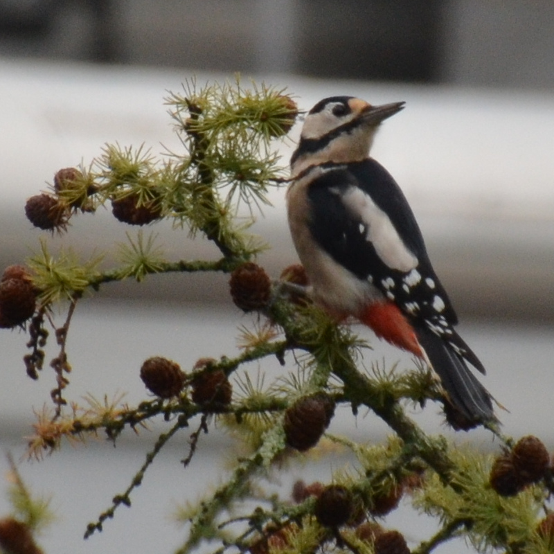 18-19-SchwarzWeissRot