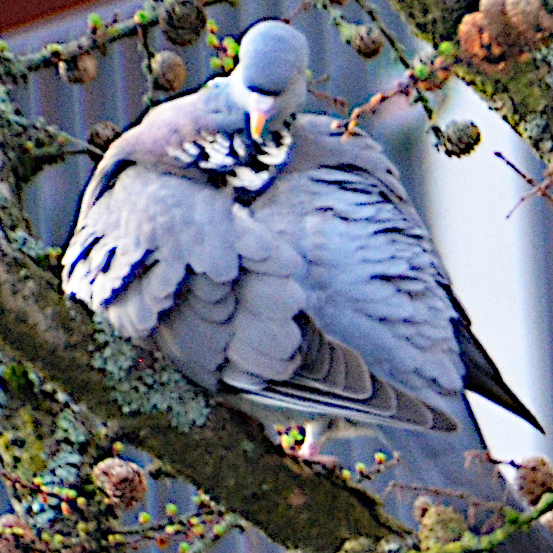 Täuberich am Nest (rollig? 202.3.2024)