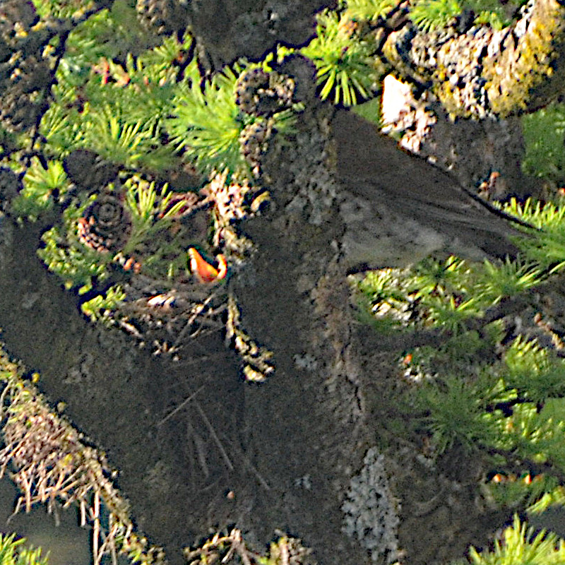 Hungrig mit offenem Schnabel