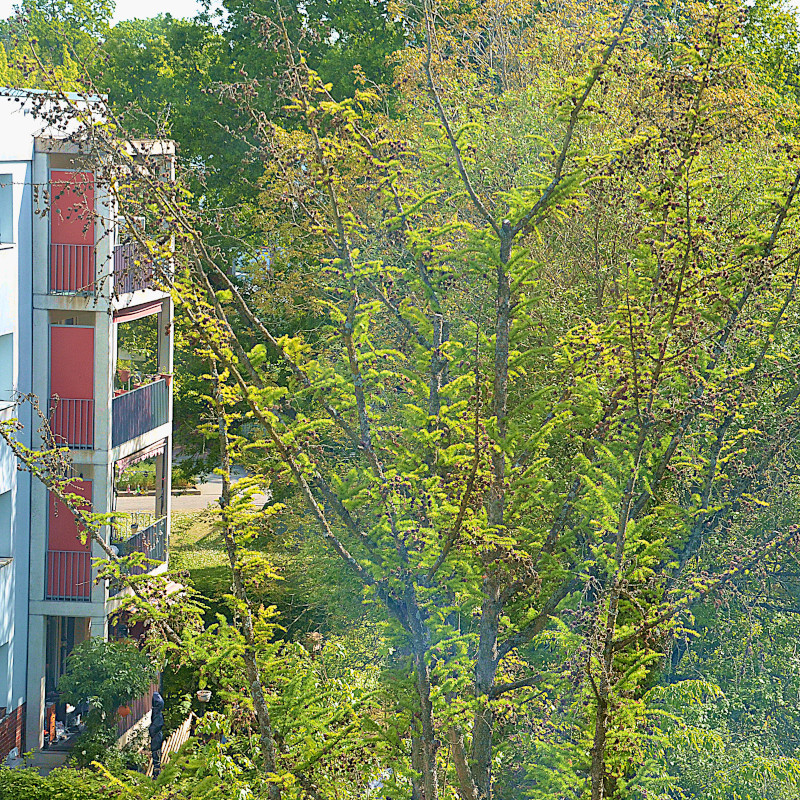 Der kranke Baum im Frühlingssaft